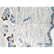 DCD Rabbit Polyclonal Antibody (11985-1-AP)