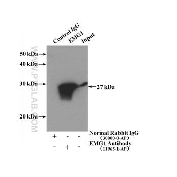 EMG1 Rabbit Polyclonal Antibody (11965-1-AP)