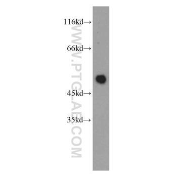 NEUROD1 Rabbit Polyclonal Antibody (12081-1-AP)