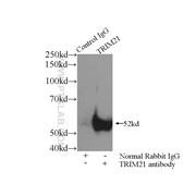 TRIM21 Rabbit Polyclonal Antibody (12108-1-AP)