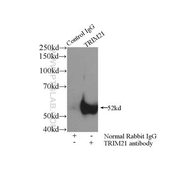 TRIM21 Rabbit Polyclonal Antibody (12108-1-AP)