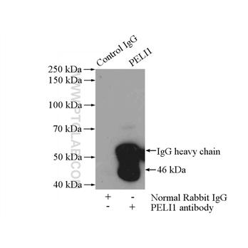 PELI1 Rabbit Polyclonal Antibody (12053-1-AP)