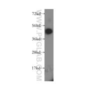 MS4A6A Rabbit Polyclonal Antibody (11930-1-AP)
