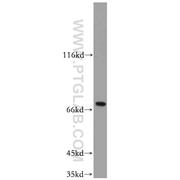 SLU7 Rabbit Polyclonal Antibody (12050-1-AP)