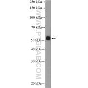 FICD Rabbit Polyclonal Antibody (11974-1-AP)
