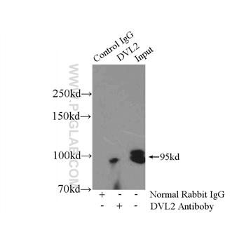 DVL2 Rabbit Polyclonal Antibody (12037-1-AP)