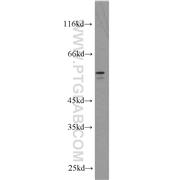 BRF2 Rabbit Polyclonal Antibody (12056-1-AP)