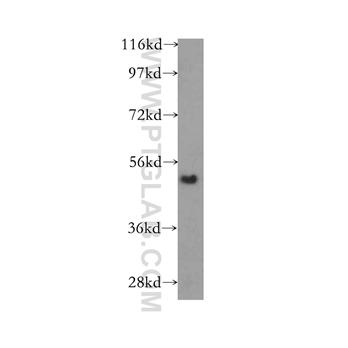 TINAGL1 Rabbit Polyclonal Antibody (12077-1-AP)