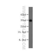 FKBP7 Rabbit Polyclonal Antibody (12092-1-AP)