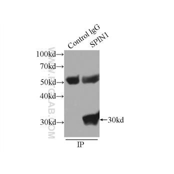 SPIN1 Rabbit Polyclonal Antibody (12105-1-AP)