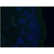 G0S2 Rabbit Polyclonal Antibody (12091-1-AP)