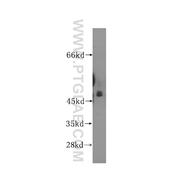 AP3M1 Rabbit Polyclonal Antibody (12114-1-AP)