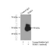 TERF1 Rabbit Polyclonal Antibody (11899-1-AP)