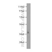 TFAP4 Rabbit Polyclonal Antibody (12017-1-AP)