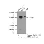 RPS3 Rabbit Polyclonal Antibody (11990-1-AP)