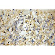 GPR137 Rabbit Polyclonal Antibody (11929-1-AP)