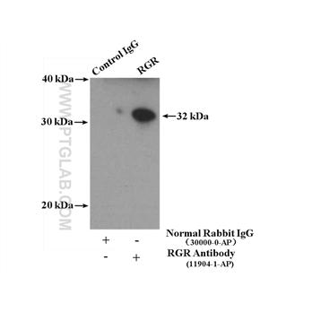 RGR Rabbit Polyclonal Antibody (11904-1-AP)