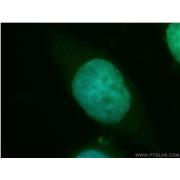 TSPYL2 Rabbit Polyclonal Antibody (12087-2-AP)