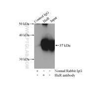 ELAVL1 Rabbit Polyclonal Antibody (11910-1-AP)