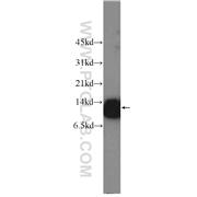 DNAJC19 Rabbit Polyclonal Antibody (12096-1-AP)