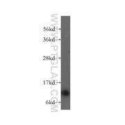 TIMM13 Rabbit Polyclonal Antibody (11973-1-AP)