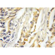 MAPKSP1 Rabbit Polyclonal Antibody (11937-1-AP)