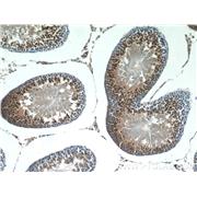 LYZL6 Rabbit Polyclonal Antibody (11922-1-AP)