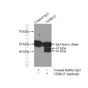 NDRG2 Rabbit Polyclonal Antibody (12015-1-AP)