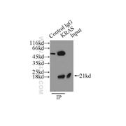 KRAS Rabbit Polyclonal Antibody (12063-1-AP)