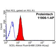 SCEL Rabbit Polyclonal Antibody (11906-1-AP)