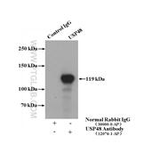 USP48 Rabbit Polyclonal Antibody (12076-1-AP)