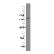 NUCKS1 Rabbit Polyclonal Antibody (12023-2-AP)