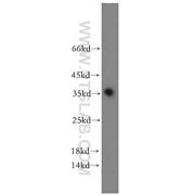 PPP1R2P9 Rabbit Polyclonal Antibody (11969-1-AP)