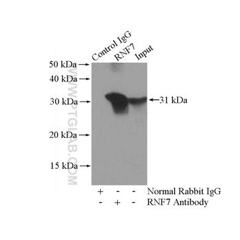 RNF7 Rabbit Polyclonal Antibody (11905-1-AP)