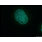 UBLCP1 Rabbit Polyclonal Antibody (12099-1-AP)