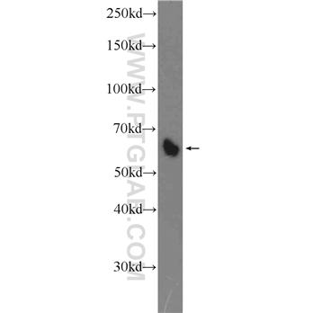 VTCN1 Rabbit Polyclonal Antibody (12080-1-AP)