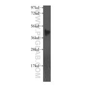 FBXO8 Rabbit Polyclonal Antibody (11903-1-AP)