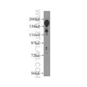 BCOR Rabbit Polyclonal Antibody (12107-1-AP)