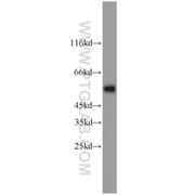 STEAP4 Rabbit Polyclonal Antibody (11944-1-AP)