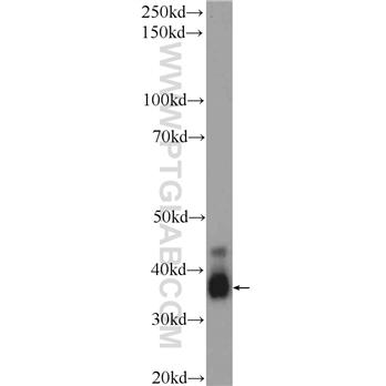 CREM Rabbit Polyclonal Antibody (12131-1-AP)