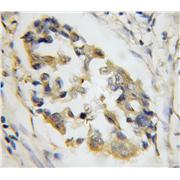 SYTL4 Rabbit Polyclonal Antibody (12128-1-AP)