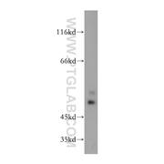 OLFM2 Rabbit Polyclonal Antibody (11997-1-AP)