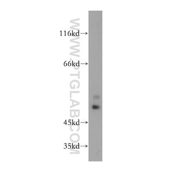 OLFM2 Rabbit Polyclonal Antibody (11997-1-AP)
