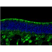 REEP6 Rabbit Polyclonal Antibody (12088-1-AP)