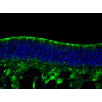 REEP6 Rabbit Polyclonal Antibody (12088-1-AP)