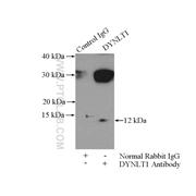 DYNLT1 Rabbit Polyclonal Antibody (11954-1-AP)