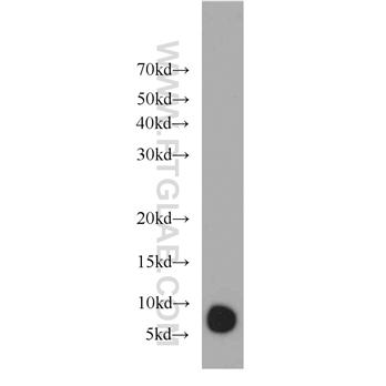 GNGT1 Rabbit Polyclonal Antibody (11884-1-AP)