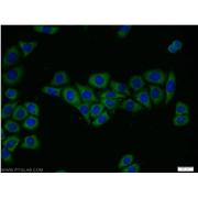 FRS3 Rabbit Polyclonal Antibody (12249-1-AP)