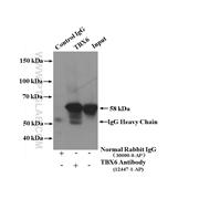 TBX6 Rabbit Polyclonal Antibody (12447-1-AP)
