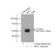 SHC3 Rabbit Polyclonal Antibody (12436-1-AP)